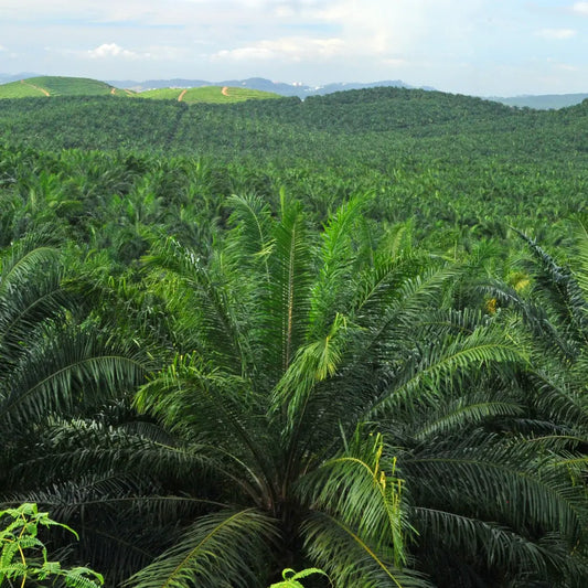 The-Impact-of-Palm-Oil-What-You-Need-to-Know Pampered Soaps
